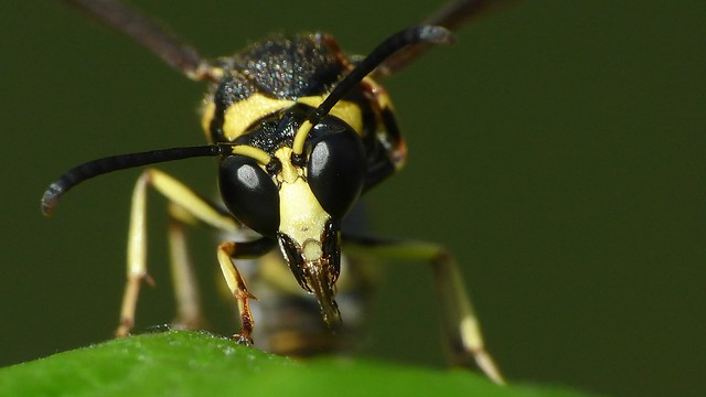 It is too hot these days. Mason wasp