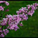 Chinese Lilac ....