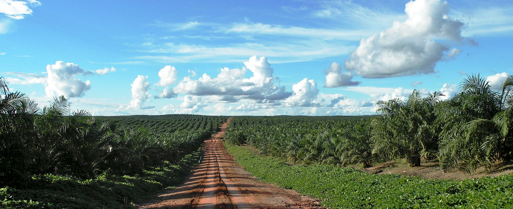 Oil palm plantation landscape in Papua, Indonesia.