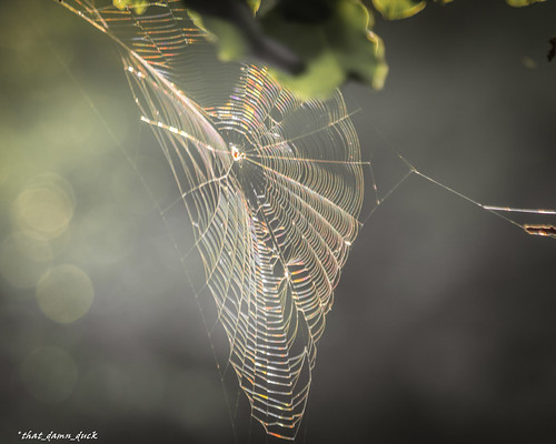 nature spiderweb web dawn sunlight