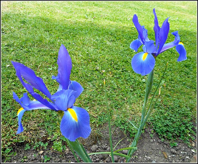 Two Blue Iris Flowers ..