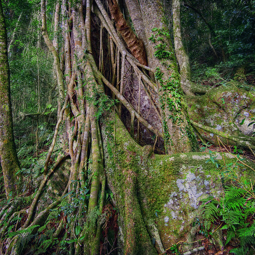 landscape rainforest lamingtonnationalpark nikond610 160350mmf40 bordertrack gondwanarainforest