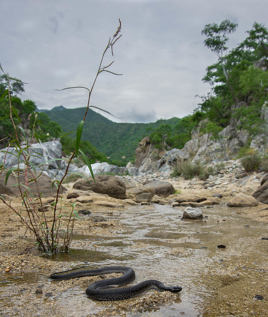 Thamnophis validus celaeno (cape gartersnake) in-habitat