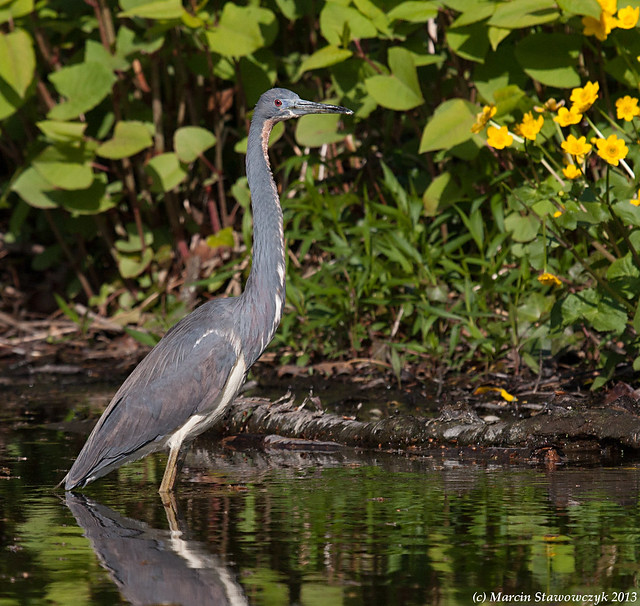 Three colors and a heron
