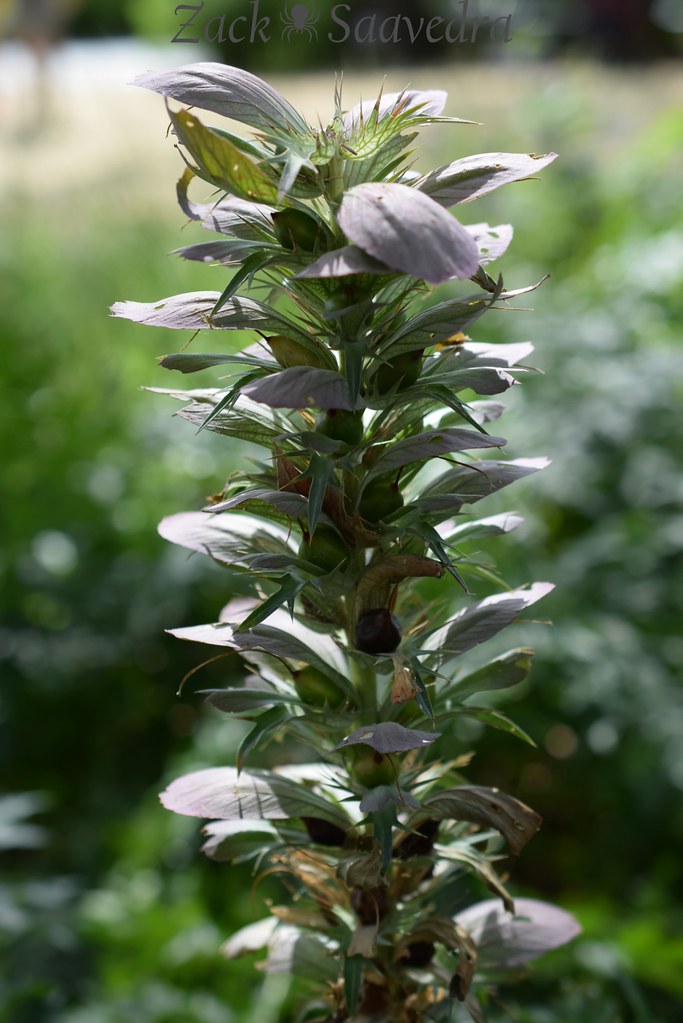 Unknown Plant New York City, New York Zack Saavedra Flickr