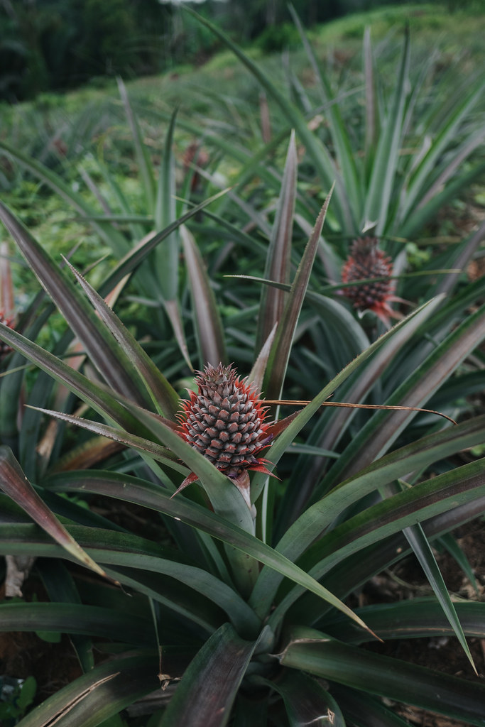 Pineapple is essentially grown for its fruit. The fruit is consumed natural or processed. In 2010, national pineapple production was...