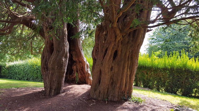 Second View Of The 1700 Year Old Yew Tree