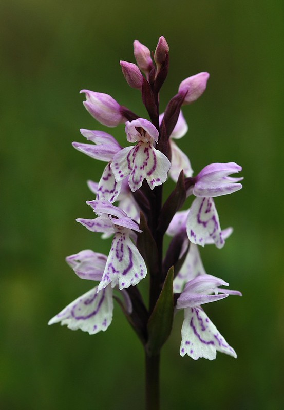 20160707-184F | Gefleckte Fingerwurz, Kola-Varietät (Dactylorhiza maculata var. kolaensis = subsp. montellii), ungewöhnlich stark geteilte Lippe, im Vindelfjällen bei Hemavan. Lappland / Schweden, 07.07.2016