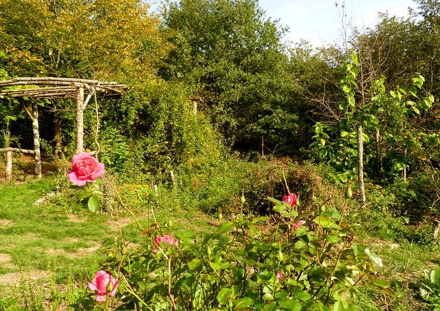 Autumn roses and the mulberry tree
