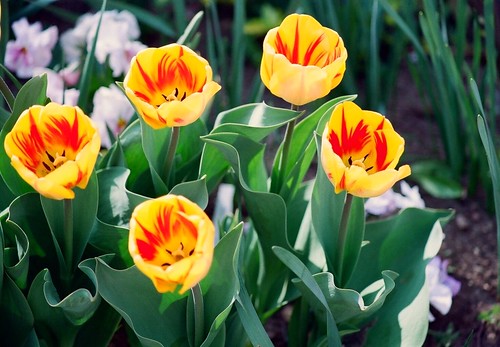 Tulipa - grands hybrides - tulipes chics et kitch (sections 1 à 11) 35608696904_19de7af085