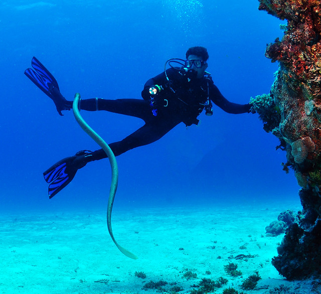 Marion Reef sea snakes