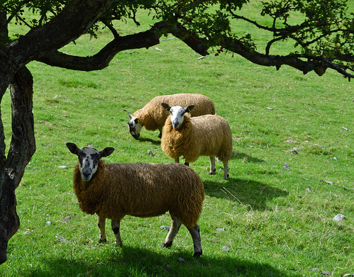 sheep newtonstewart rural view