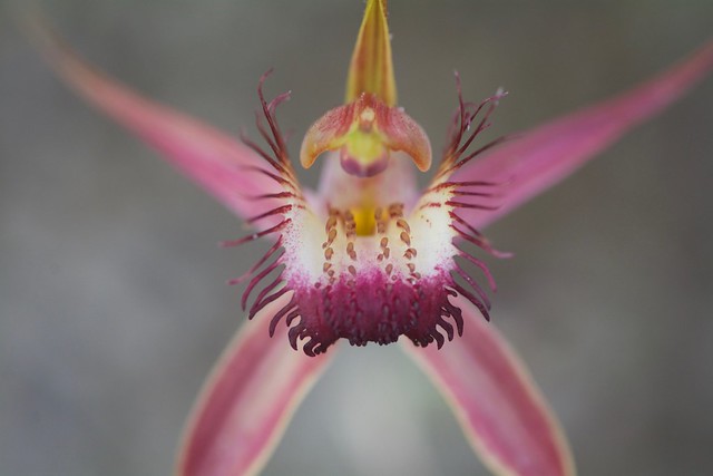 Spider Orchid in the bush