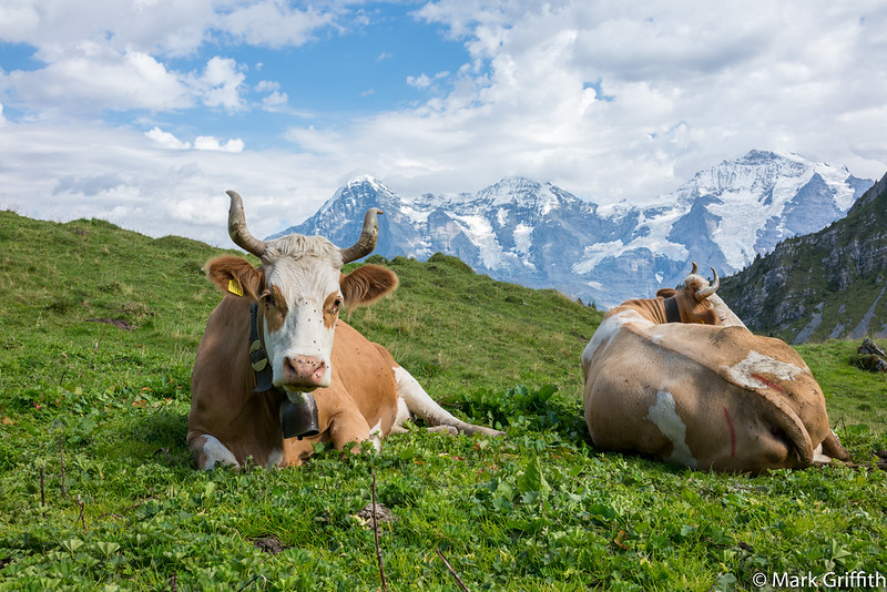 Swiss Cows