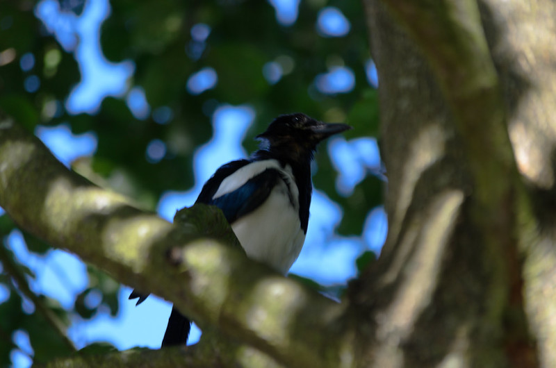 Young magpie preening in tree, West Park