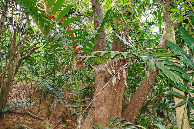 Chambeyronia macrocarpa var. flavopicta