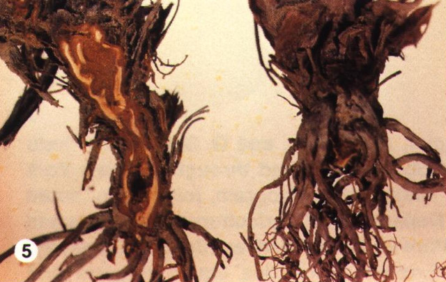 Damaged strawberry roots (left) caused by root weevil larvae