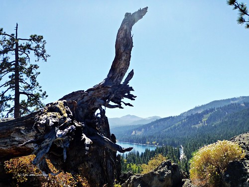bäume baumstamm berge mountains laketahoe lake california nevada natur naturre outdoor berg see usa