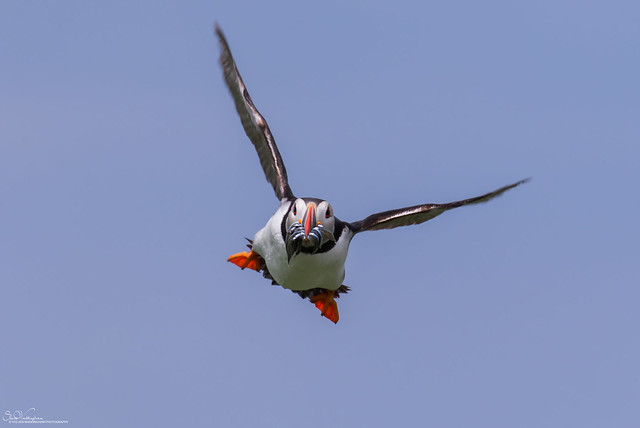 Here Comes Another Puffin