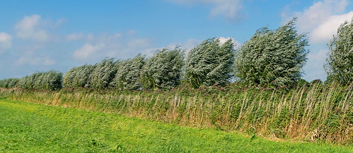 weiden willows bäume trees wind landschaft landscape norddeutschland northgermany