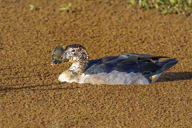 African Comb Duck (Sarkidiornis melanotos), male