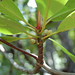 Mangrove flower