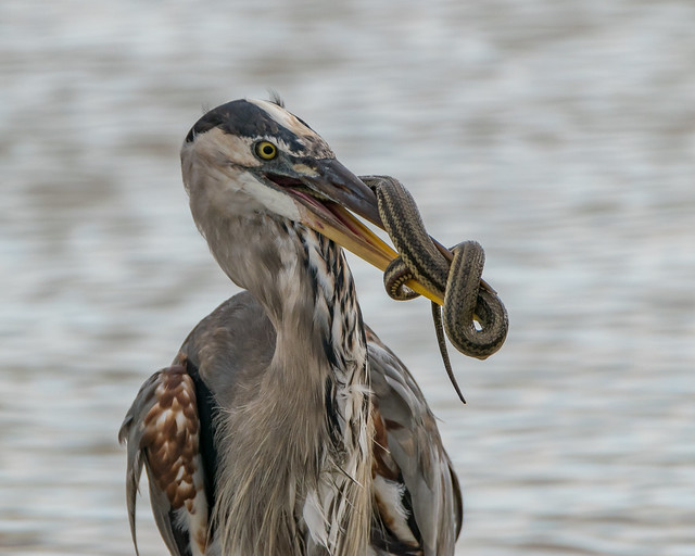 Heron with a snake