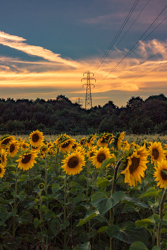 sun sunset dusk flowers sunflowers sunflower pylon field farm kent bexley uk england sky cloud clouds summer