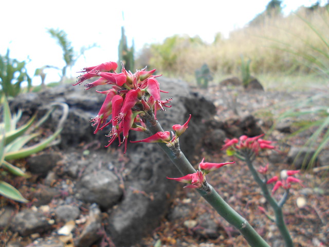 Pedilanthus tithymaloides floraison
