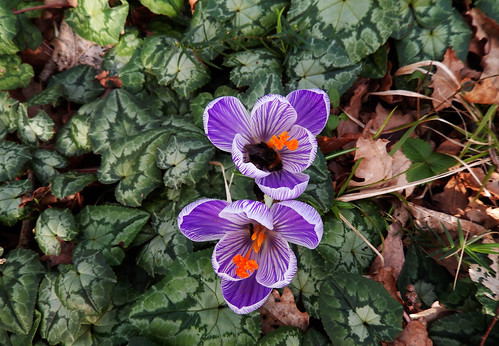 In my garden by François Tomasi, Les deux insectes !!!
Vous pouvez tous rejoindre mon groupe "Juste du talent" pour publie