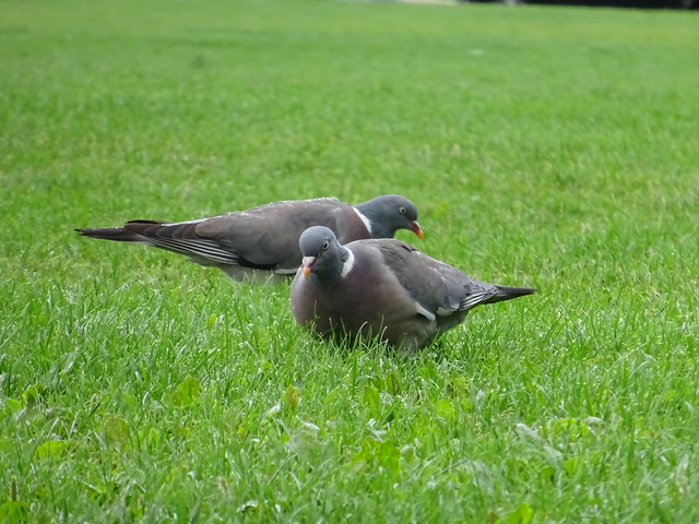Gros pigeons des Invalides