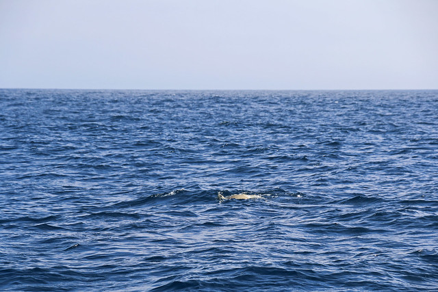 After release, Tucker swims in the open ocean