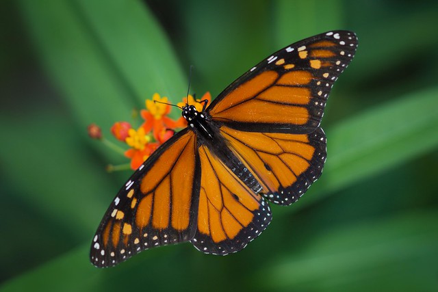 Monarch Butterfly (Danaus plexippus) Male