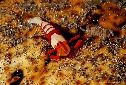 CelebesDivers - underwater 70 (emperor shrimp)