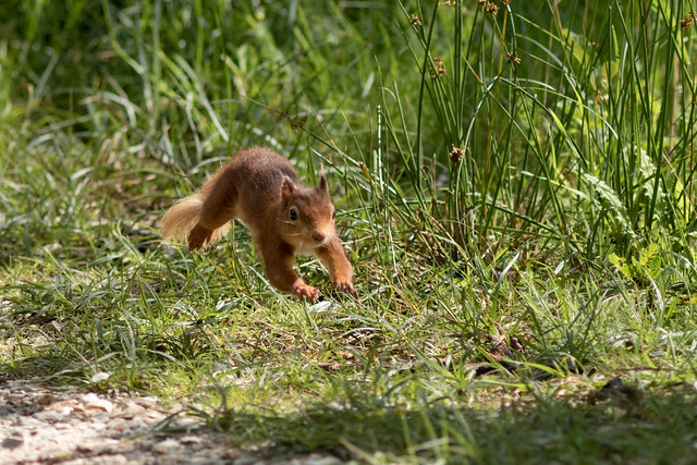 Red squirrel flat out