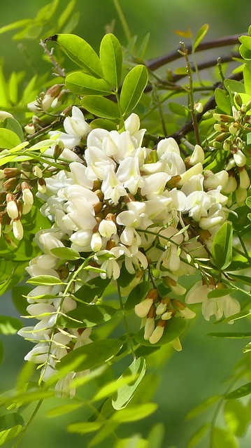Acacia robinier, Acacia robinia, أكاسيا روبينية سنطية