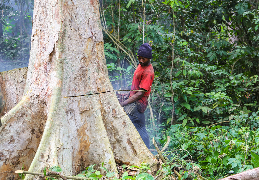 A man cut a tree in East Cameroon.