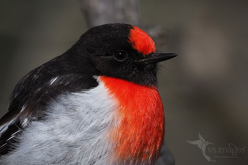 Red-capped Robin | by VS Images