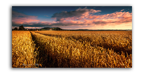 longlands road islandhill barley wheat field lines warm tones cloudy skies scrabo tower farming agriculture comber newtownards county down northern ireland