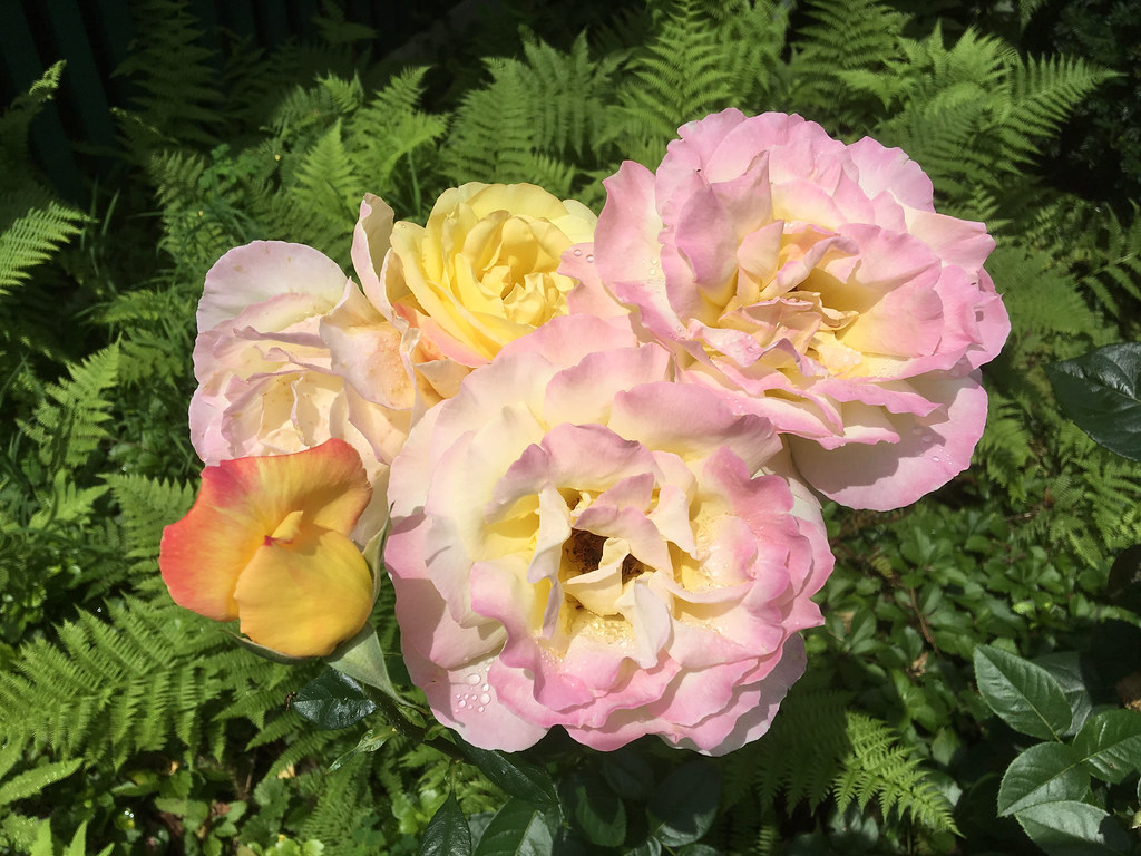 Summer Tea Rose in bloom - Day 2