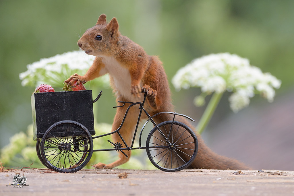 squirrel with a Bicycle with strawberries | red squirrel wit… | Flickr