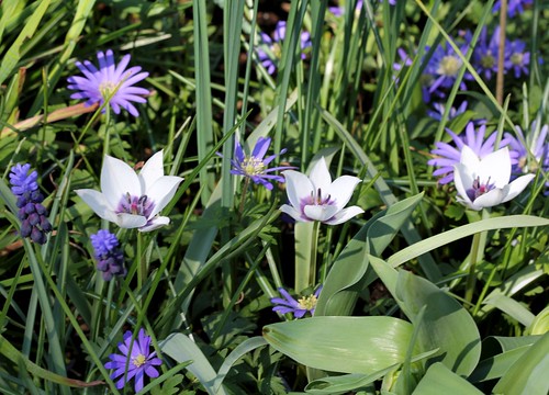 Tulipa - espèces et petits hybrides (sections 12 à 15) 36065105810_4301ee9f23