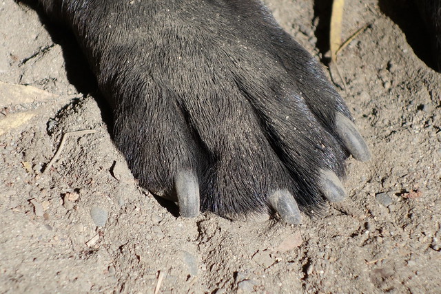 Dusty paw - close up!