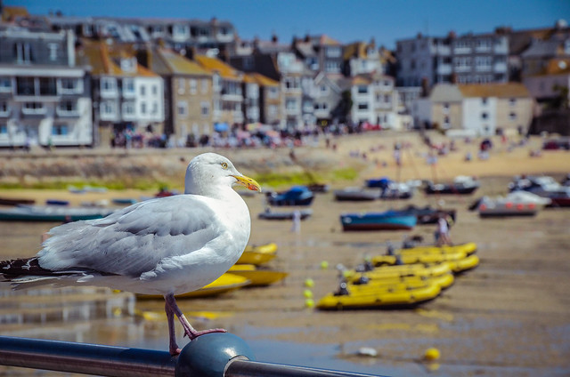 St Ives Seagull
