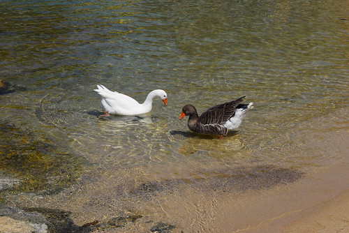 Beach ducks