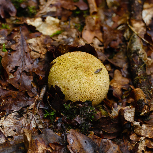 Earthball (with tiny insect)