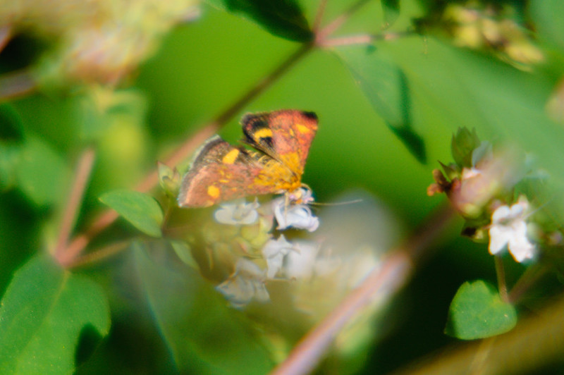 Pyrausta purpuralis moth on thyme flower