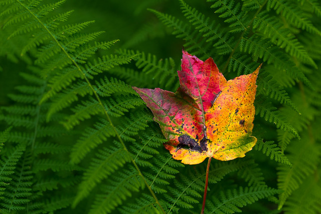 Maple and ferns