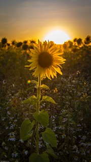 Sunflower -1