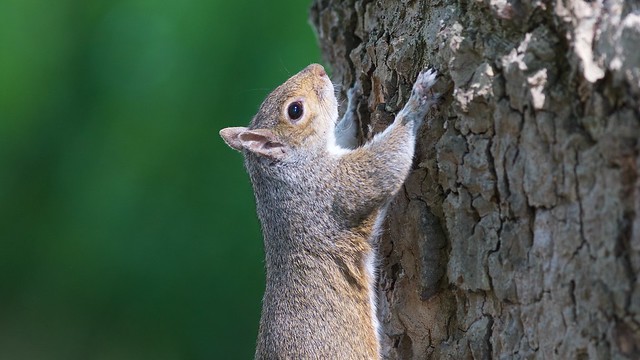 Grey Squirrel Sciurus carolinensis